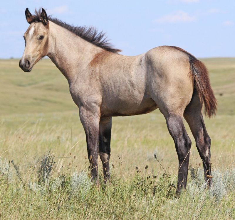 045 - Firewater Jessy filly